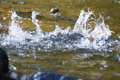 Oncorhynchus gorbuscha