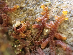 Frullania nisquallensis