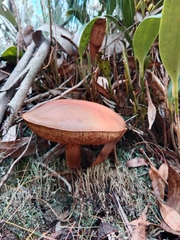 Boletaceae