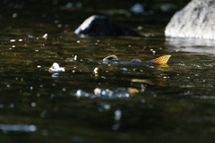 Oncorhynchus gorbuscha