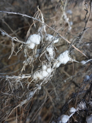 Rhopalomyia floccosa