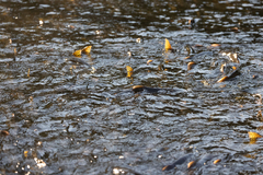 Oncorhynchus gorbuscha