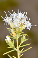 Ericameria albida