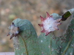 Cynips douglasii