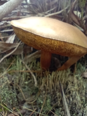 Boletaceae