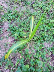 Sorghum halepense