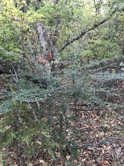Ligustrum quihoui