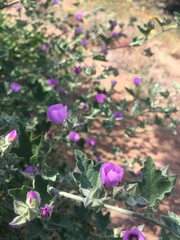 Cristaria glaucophylla