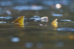 Oncorhynchus gorbuscha