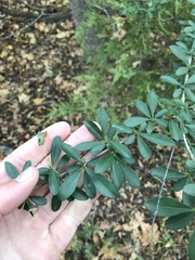 Ligustrum quihoui