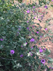 Cristaria glaucophylla