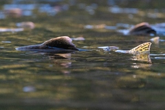 Oncorhynchus gorbuscha