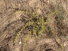 Hazardia squarrosa grindelioides