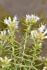 Ericameria albida