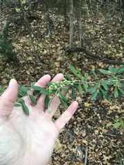 Ligustrum quihoui