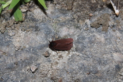 Phragmatobia fuliginosa