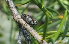 Stomorhina