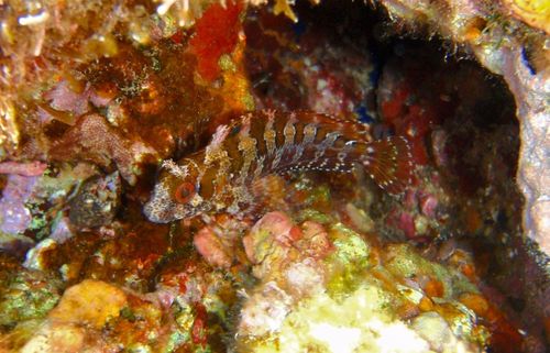 Tompot Blenny