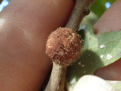 Burnettweldia washingtonensis