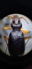 Nebria eschscholtzii