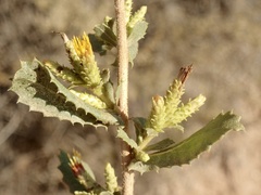 Hazardia squarrosa grindelioides