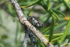 Stomorhina