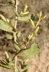 Hazardia squarrosa grindelioides