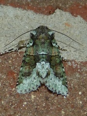 Lacinipolia explicata