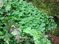 Pellia neesiana