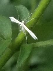 Hellinsia homodactylus