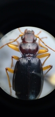Nebria eschscholtzii