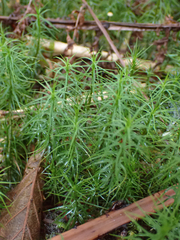 Polytrichastrum alpinum