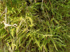 Rhytidiadelphus loreus