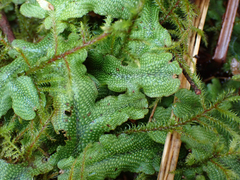 Conocephalum conicum