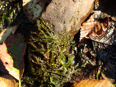 Fontinalis antipyretica