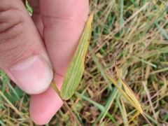 Microstegium vimineum