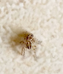 Plexippus paykulli