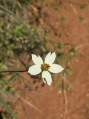 Bidens aurea