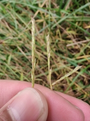 Microstegium vimineum