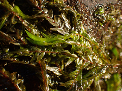 Fontinalis antipyretica