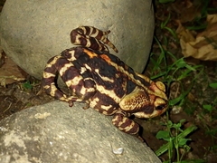 Rhinella icterica