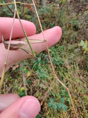 Microstegium vimineum