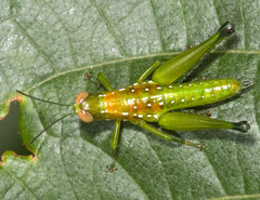 Chloropseustes