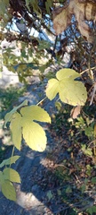 Ulmus laevis