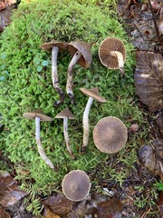 Cortinarius angelesianus
