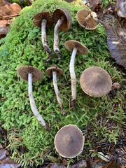Cortinarius angelesianus