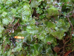 Pellia neesiana