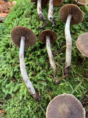 Cortinarius angelesianus