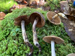 Cortinarius angelesianus