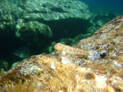 Microlipophrys canevae